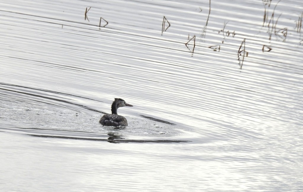 Great Crested Grebe - ML186115341