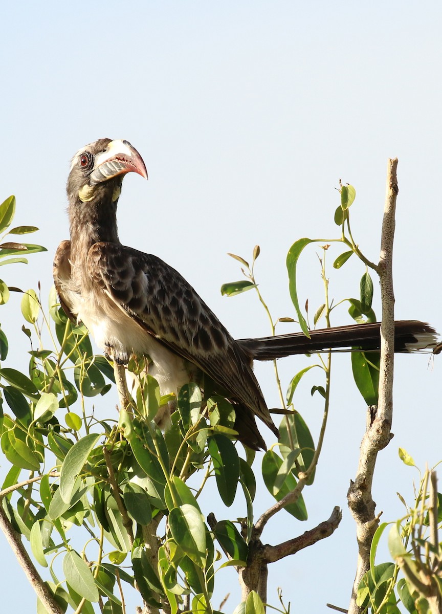 African Gray Hornbill - ML186115721