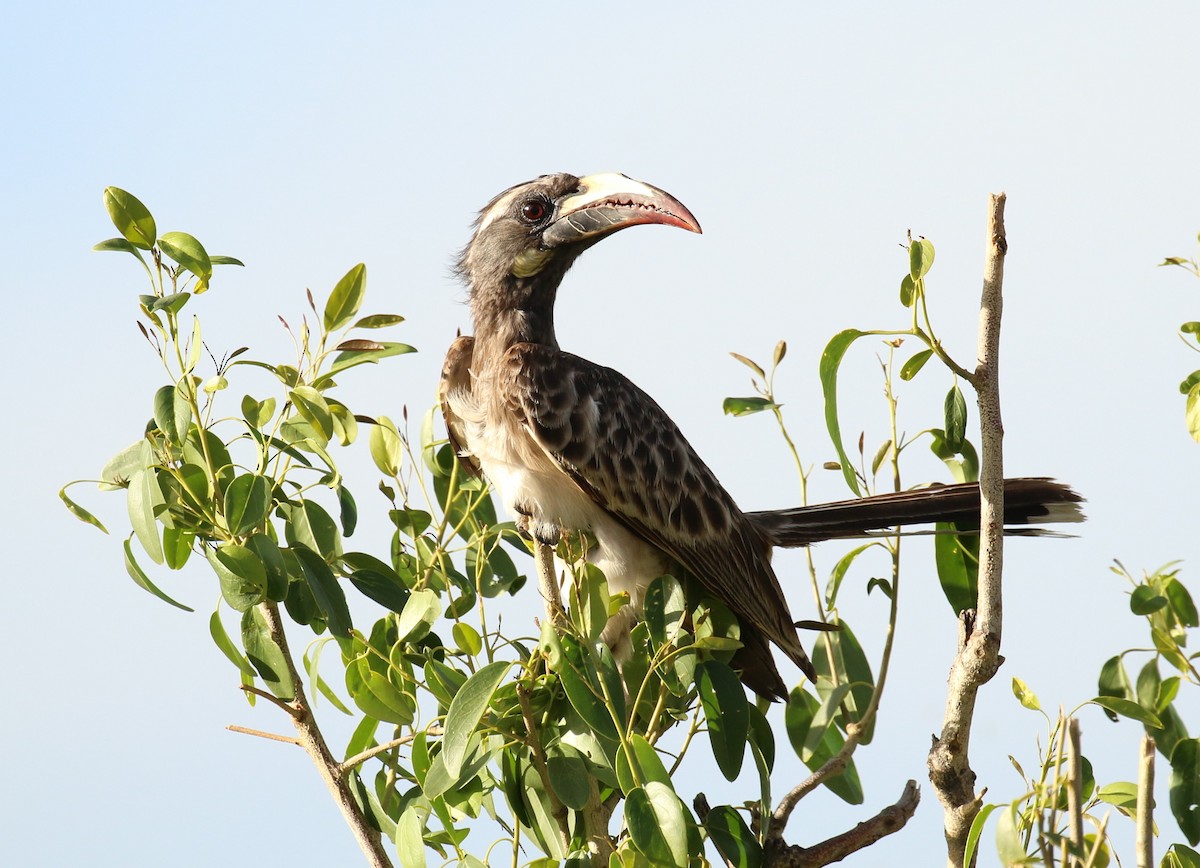 African Gray Hornbill - ML186115731