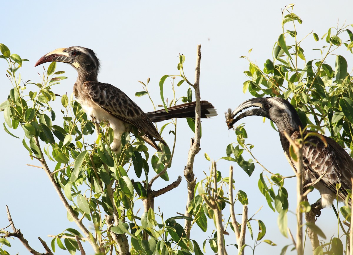 African Gray Hornbill - ML186115751