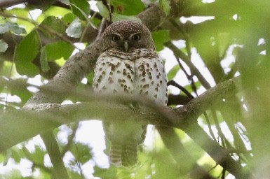 African Barred Owlet - ML186115961