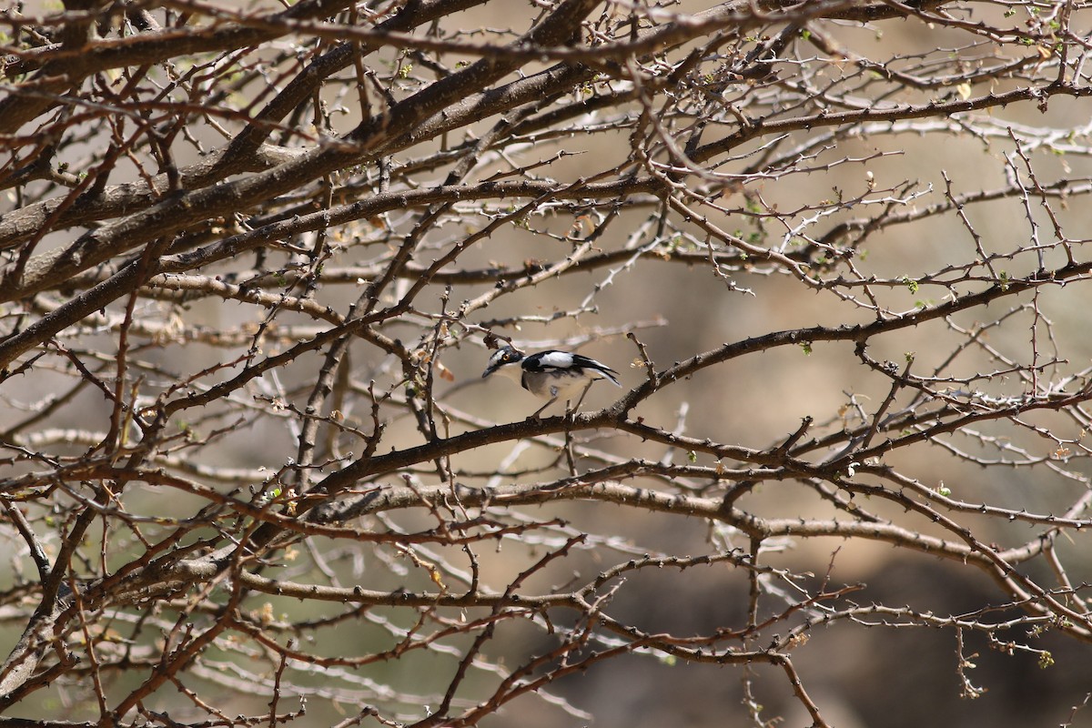 White-tailed Shrike - ML186116061