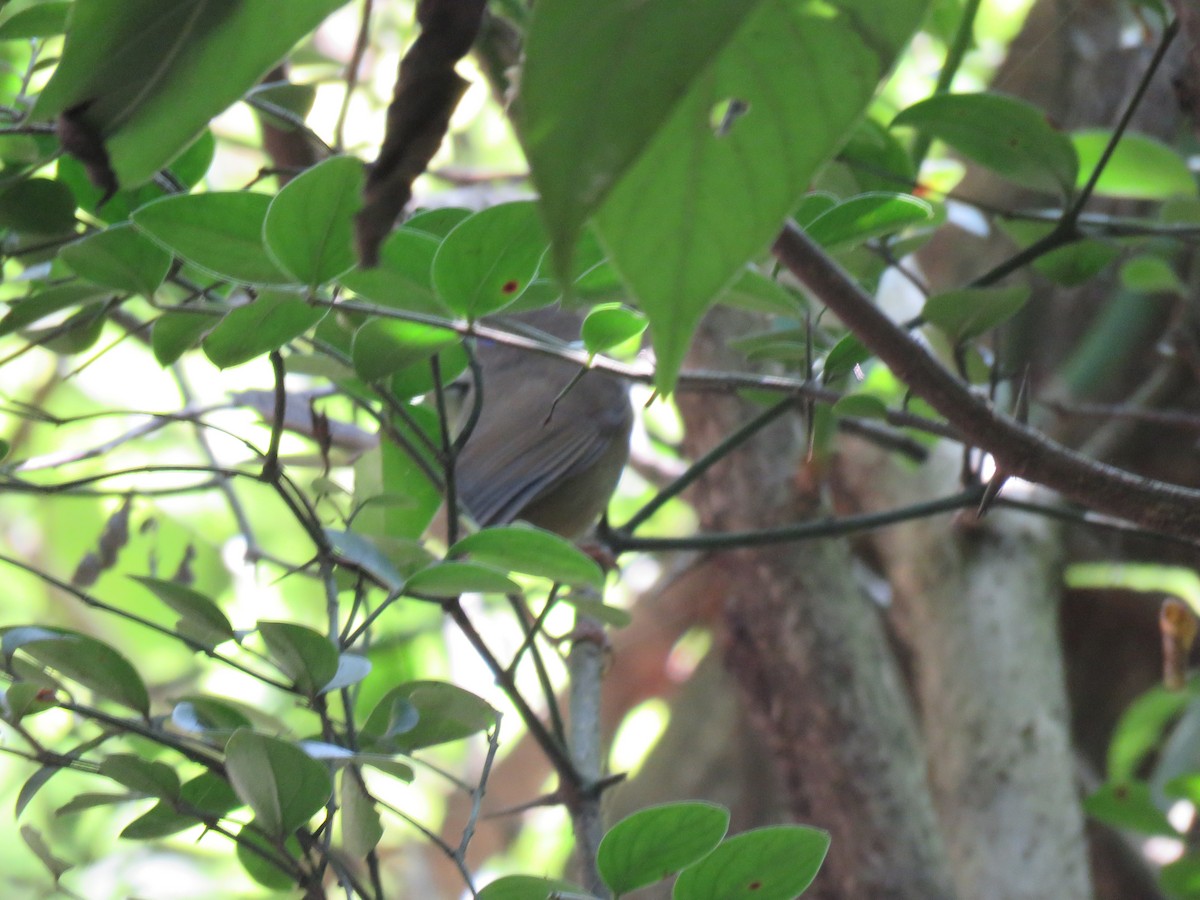 Brownish-flanked Bush Warbler - ML186117591