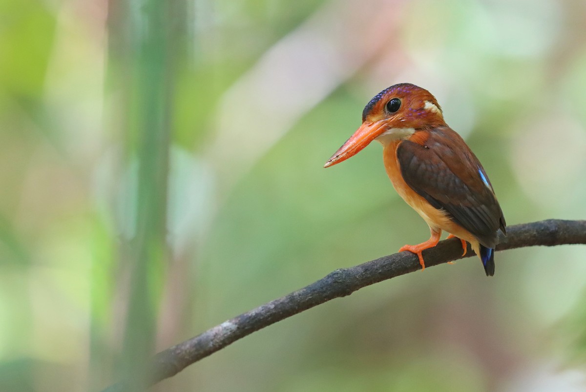 Sulawesi Dwarf-Kingfisher - ML186120601