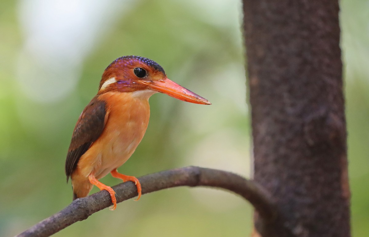 Sulawesi Dwarf-Kingfisher - Luke Seitz