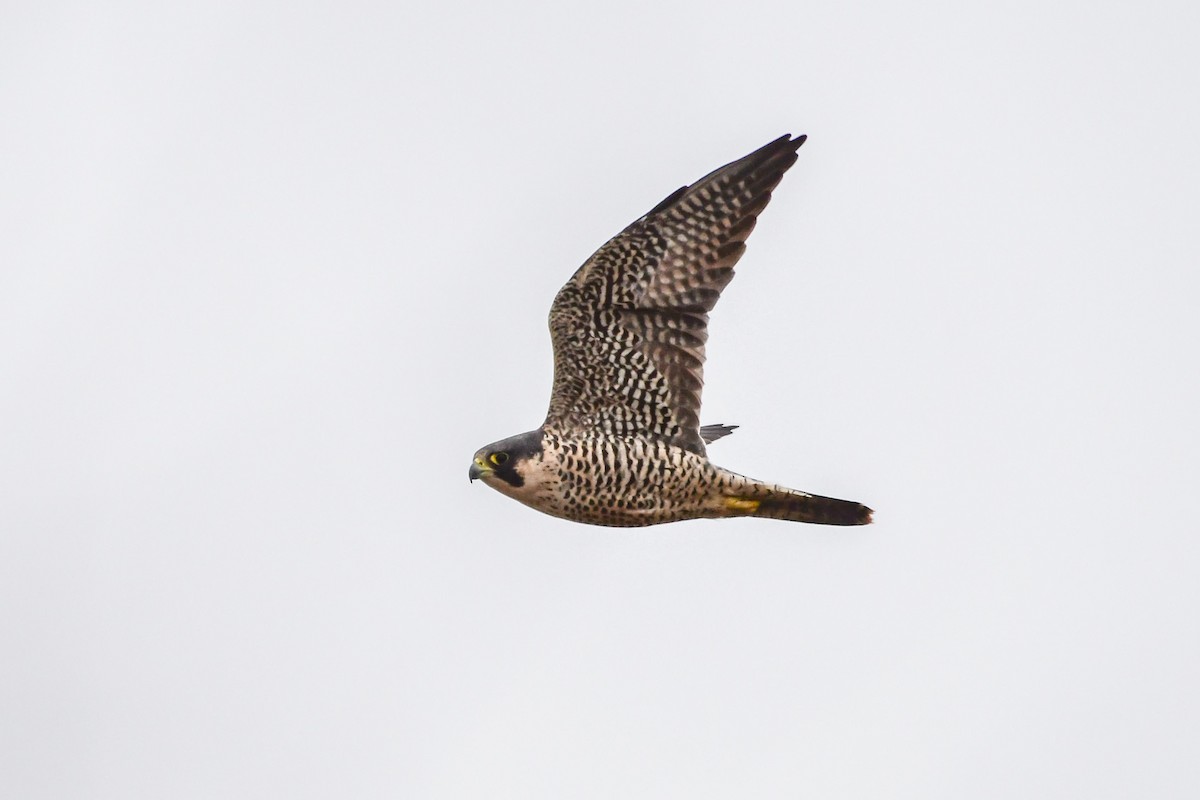 Peregrine Falcon - Serg Tremblay