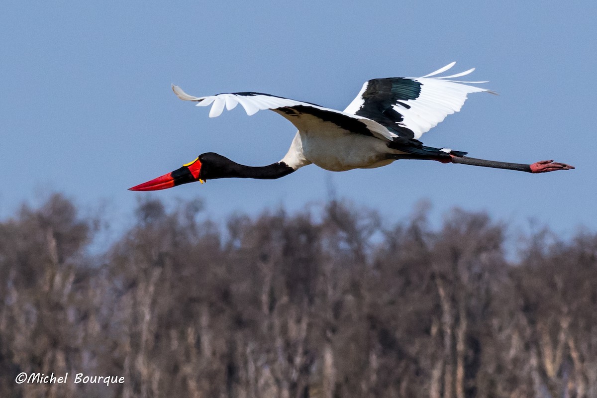 Saddle-billed Stork - Michel Bourque