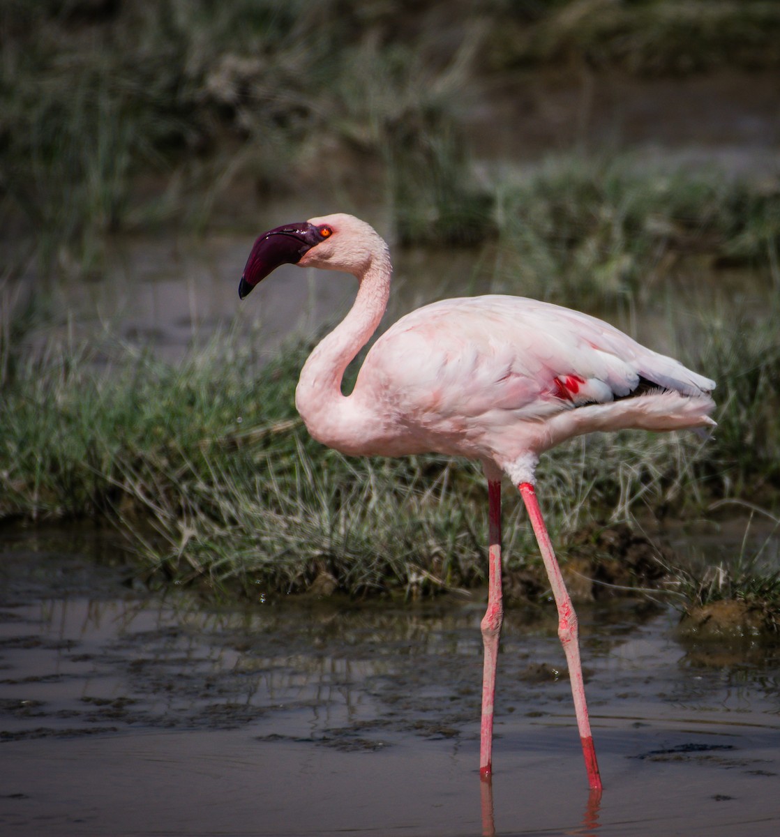 Lesser Flamingo - Arunava Bhattacharjee