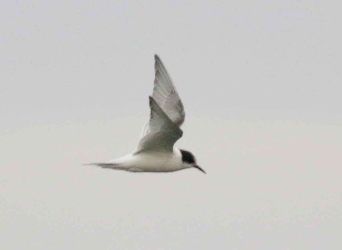 Arctic Tern - Scott Ray