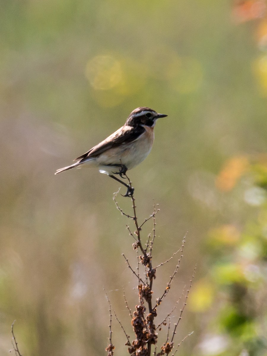 Whinchat - ML186128271