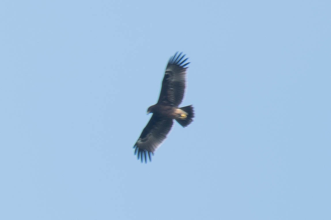 Greater Spotted Eagle - ML186128641