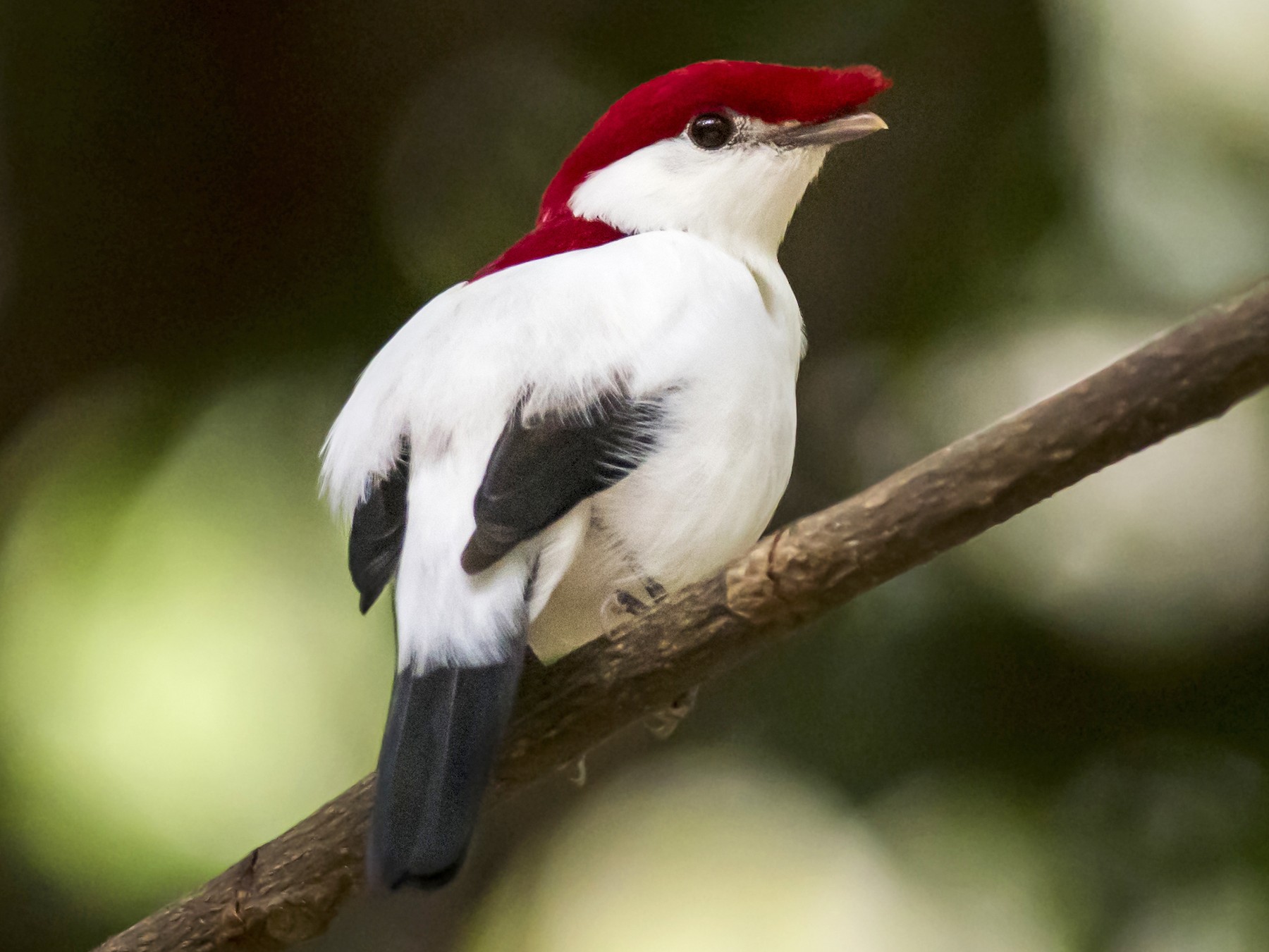 Araripe Manakin - eBird