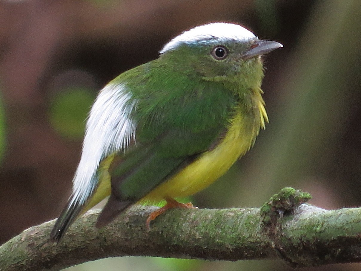 Snow-capped Manakin - Rich Hoyer