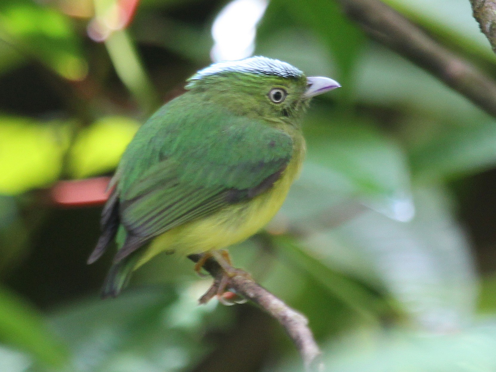 Opal-crowned Manakin - eBird