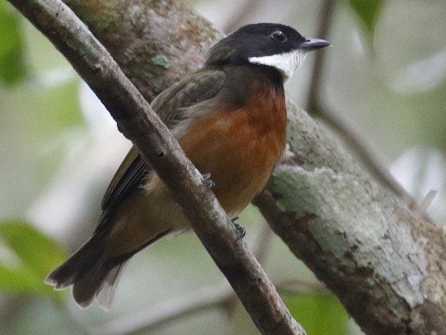 Photos - Flame-crowned Manakin - Heterocercus linteatus - Birds of the ...