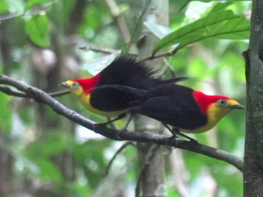 Wire-tailed Manakin - Tim Forrester