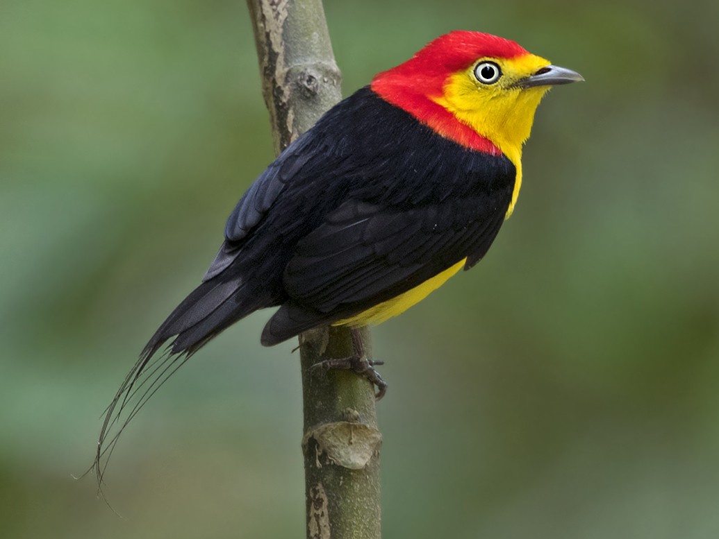 Male Wire-tailed Manakins are well-known for their lavish mating rituals.