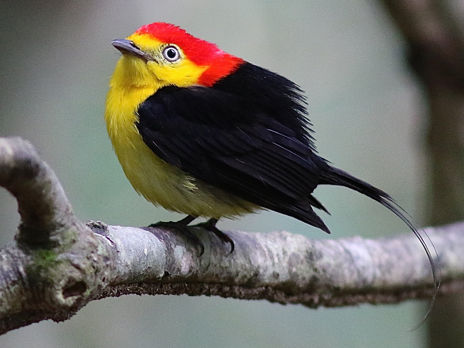 Wire-tailed Manakin - Luiz Matos