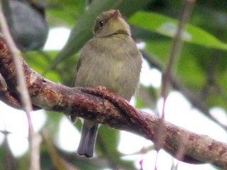 アカヅノマイコドリ - eBird