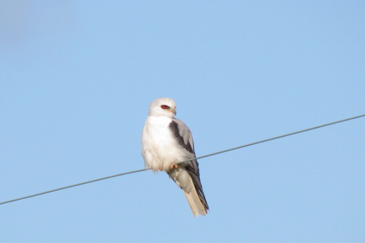 White-tailed Kite - ML186133231