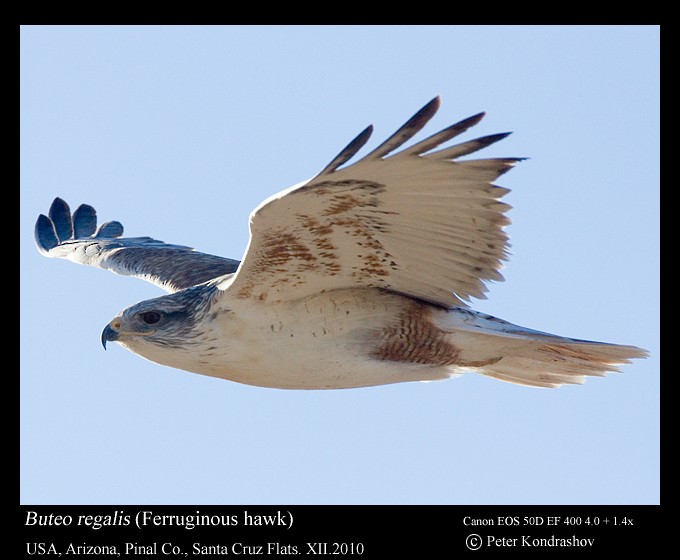 Ferruginous Hawk - ML186141621