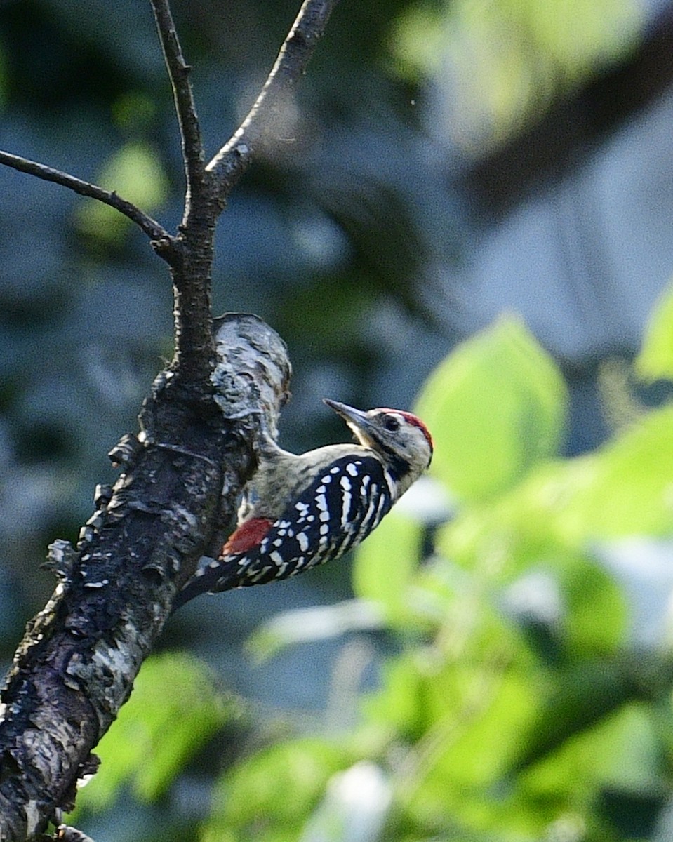 Fulvous-breasted Woodpecker - Mohammed Sayeer