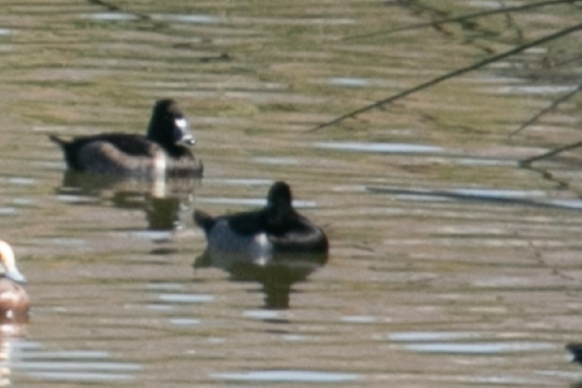 Ring-necked Duck - ML186144001