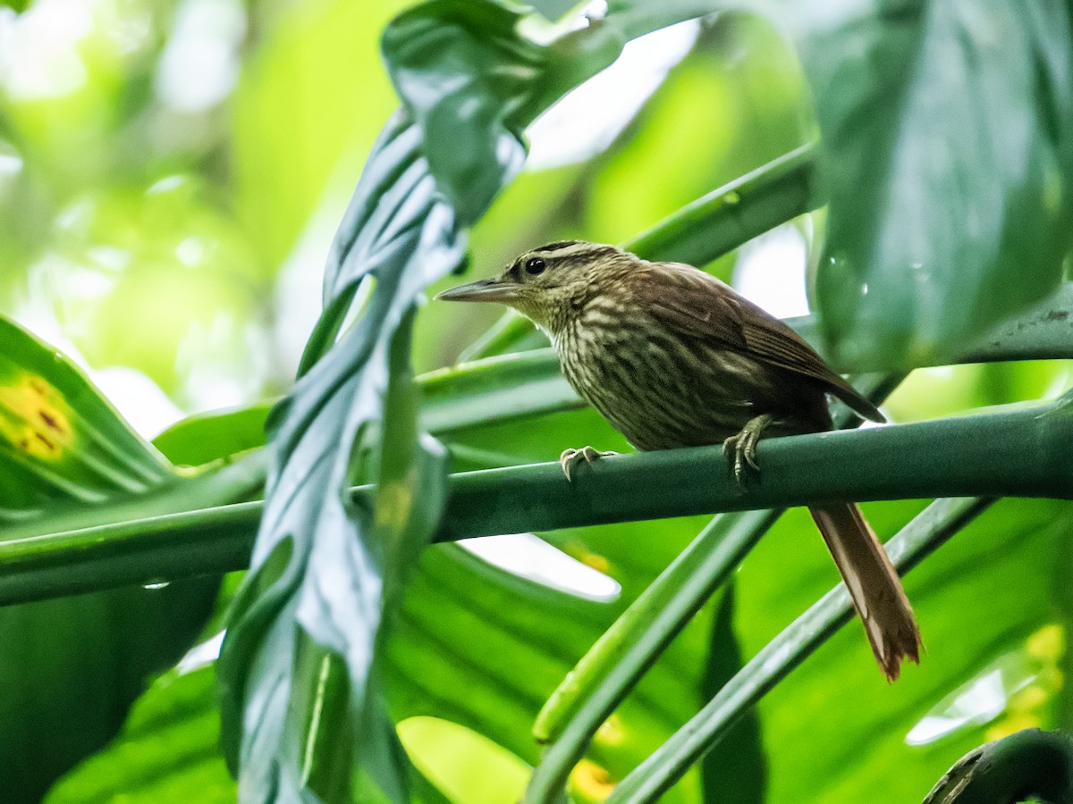 Pale-browed Treehunter (Rufous-tailed) - ML186145851