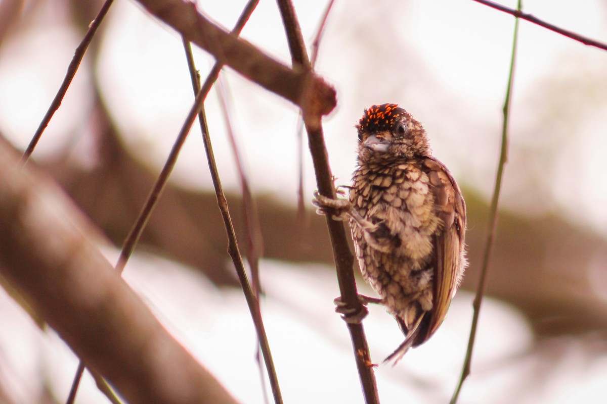 Scaled Piculet - ML186146281