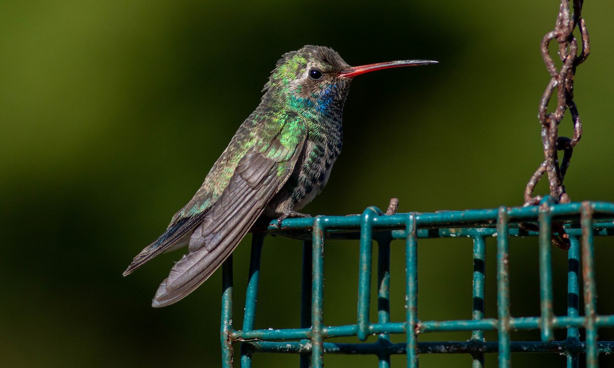 Broad-billed Hummingbird - ML186147101