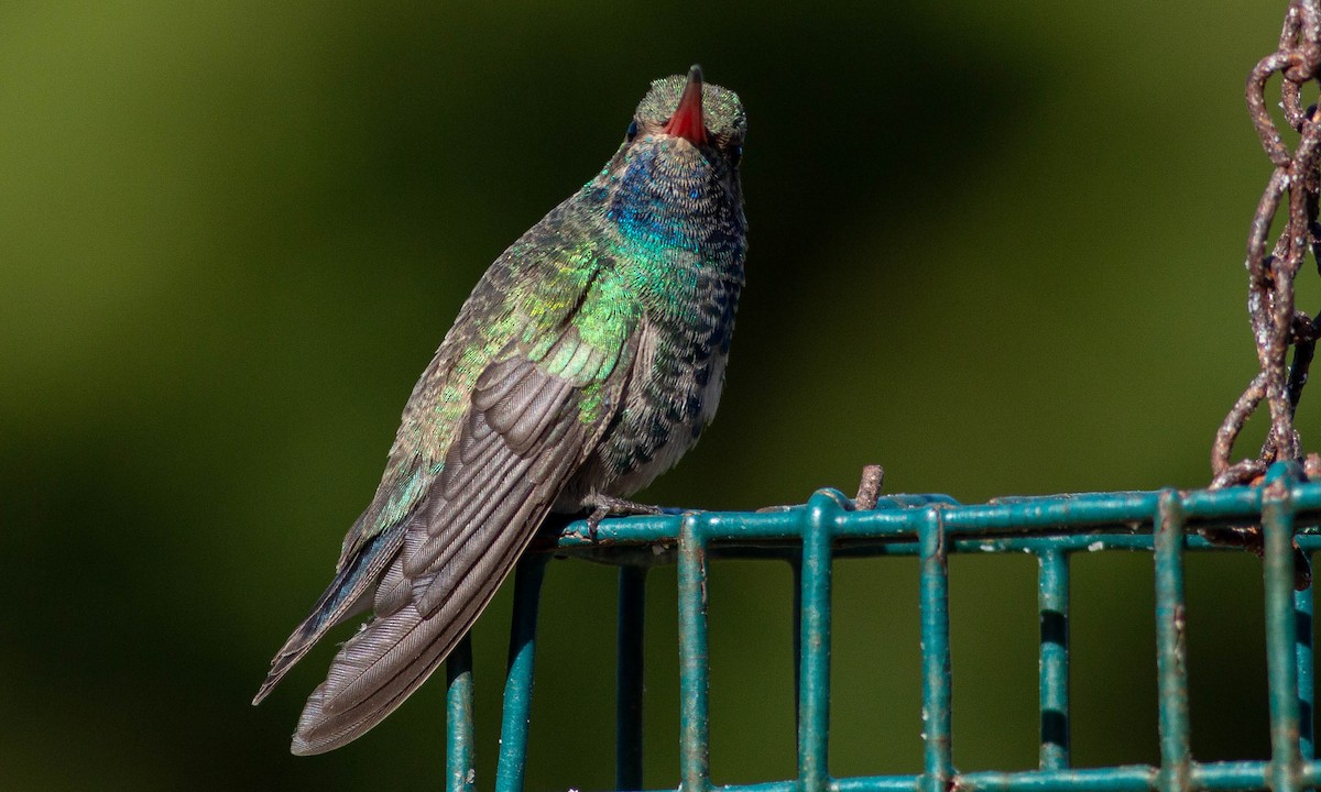 Broad-billed Hummingbird - ML186147121