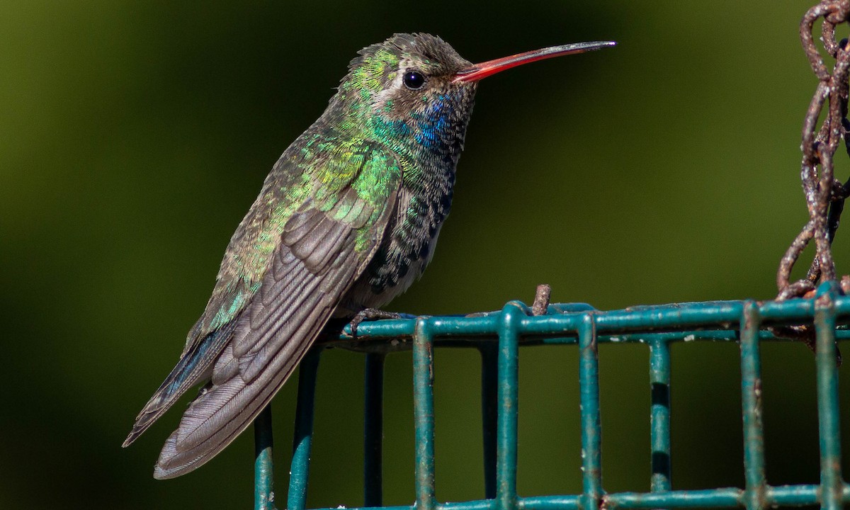 Broad-billed Hummingbird - Paul Fenwick