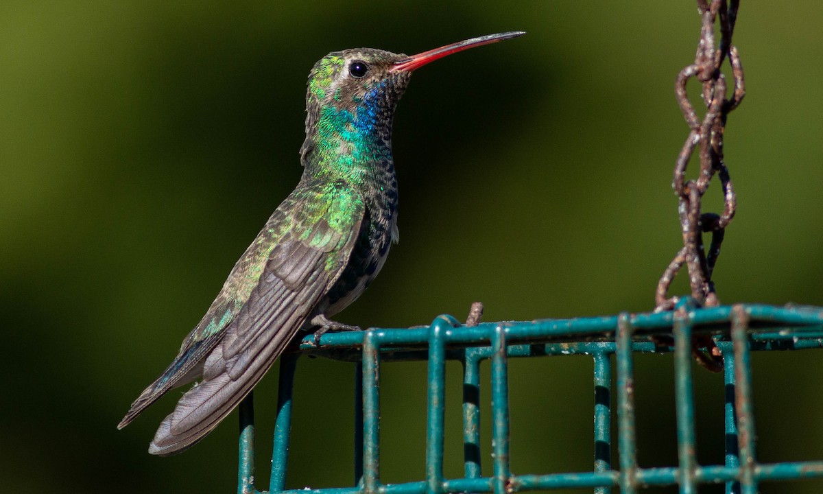 Broad-billed Hummingbird - ML186147141