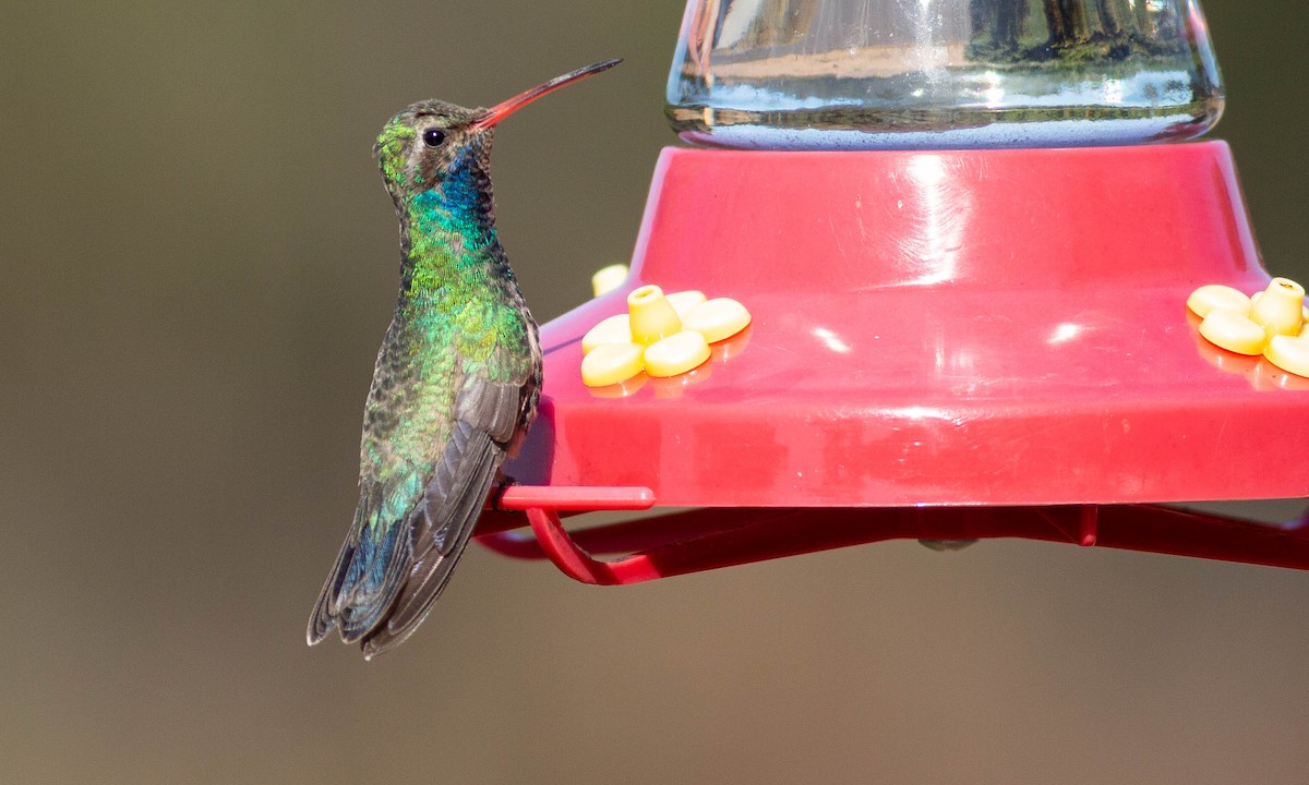 Broad-billed Hummingbird - ML186147151