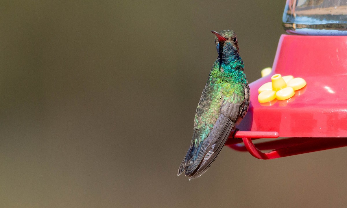 Broad-billed Hummingbird - ML186147161
