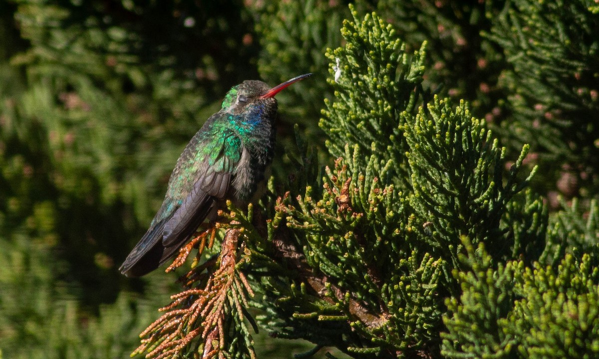 Broad-billed Hummingbird - ML186147171