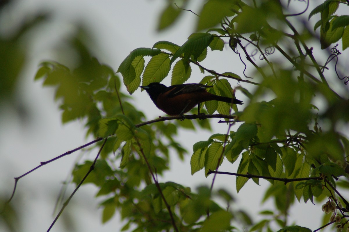 Orchard Oriole - ML186149531