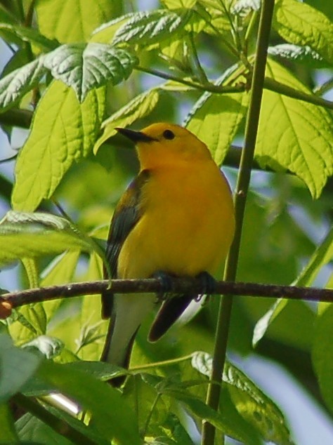 Prothonotary Warbler - ML186149681