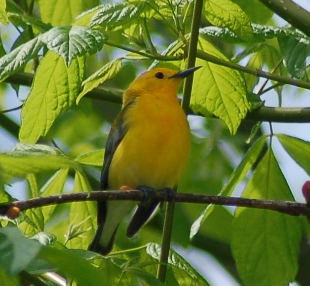Prothonotary Warbler - ML186149691