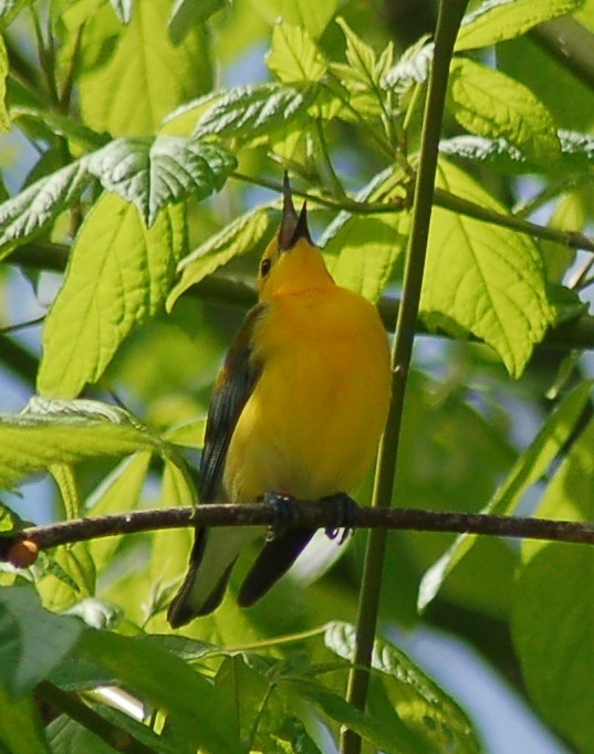 Prothonotary Warbler - ML186149711