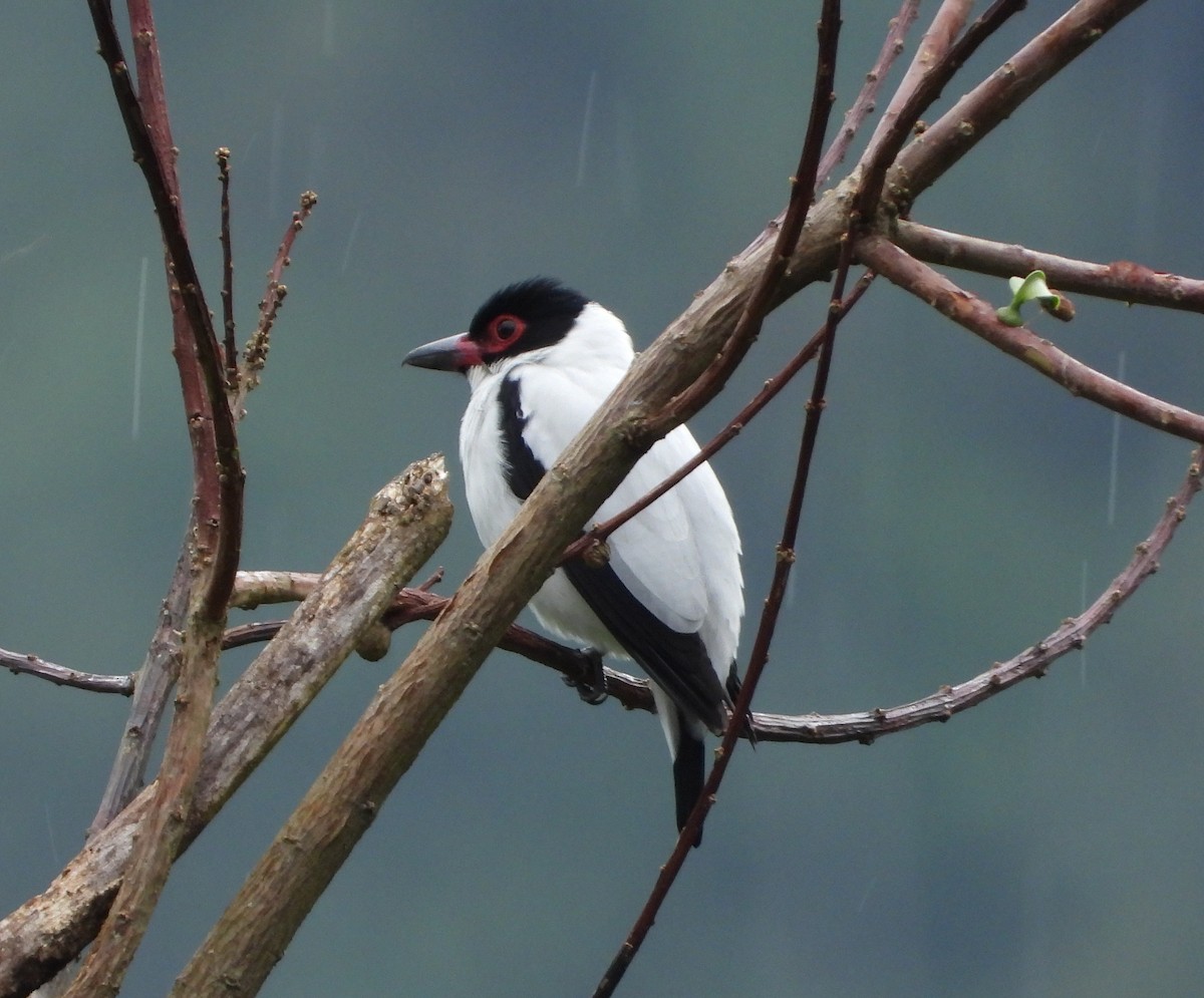 Black-tailed Tityra - Rene Santos