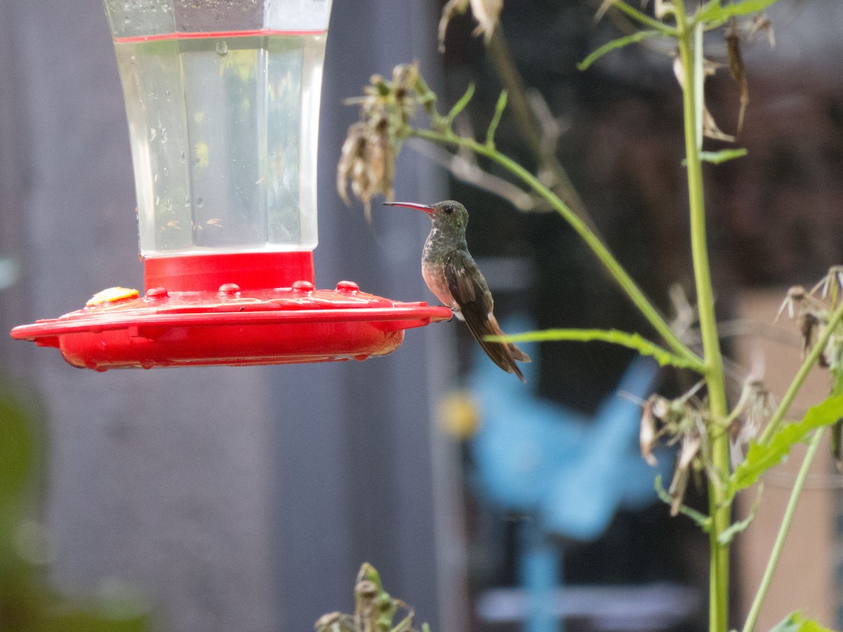 Buff-bellied Hummingbird - ML186152681