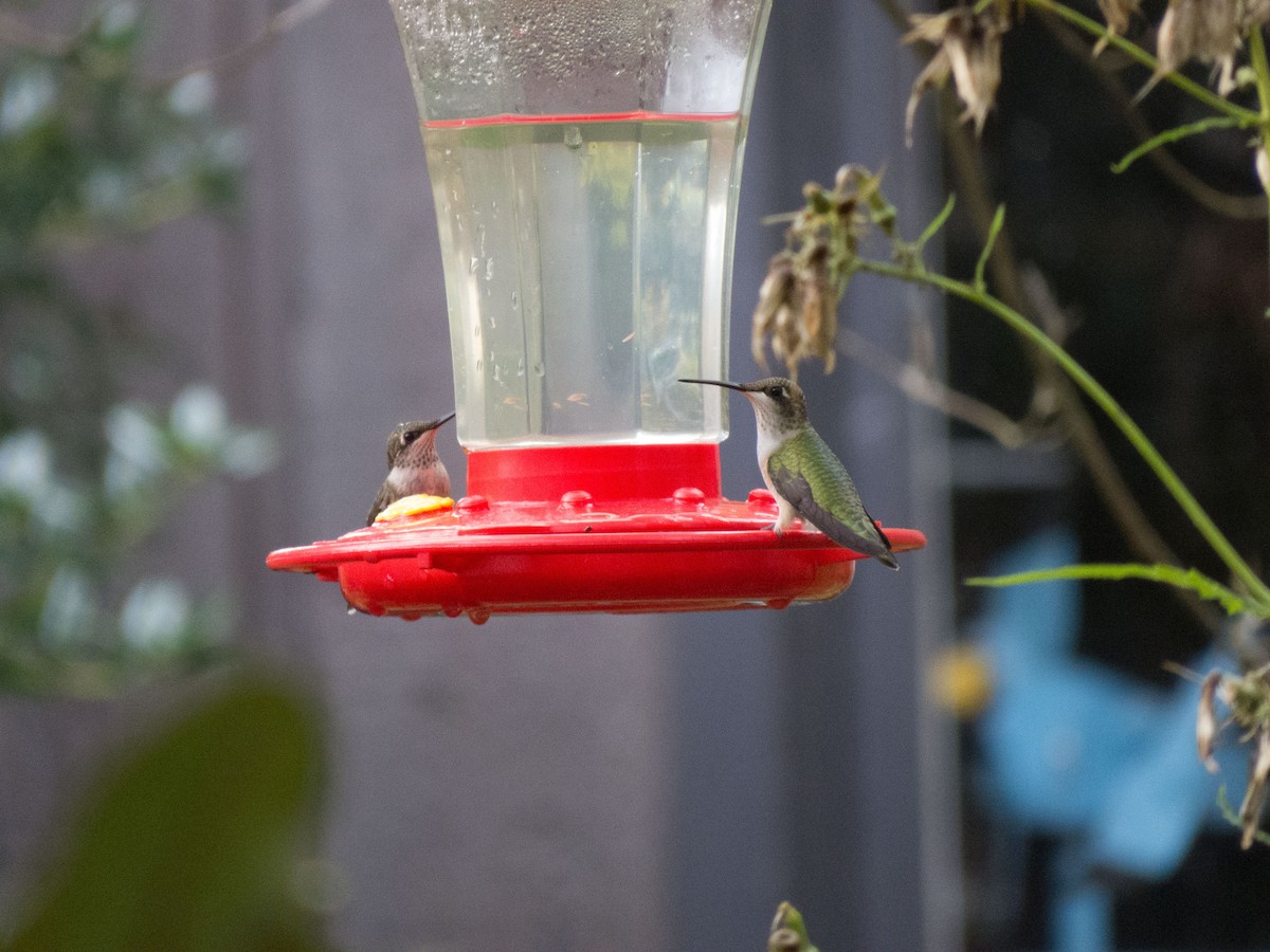 Ruby-throated Hummingbird - ML186152701