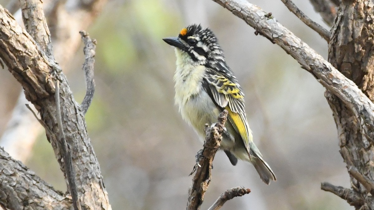 Yellow-fronted Tinkerbird - ML186153081