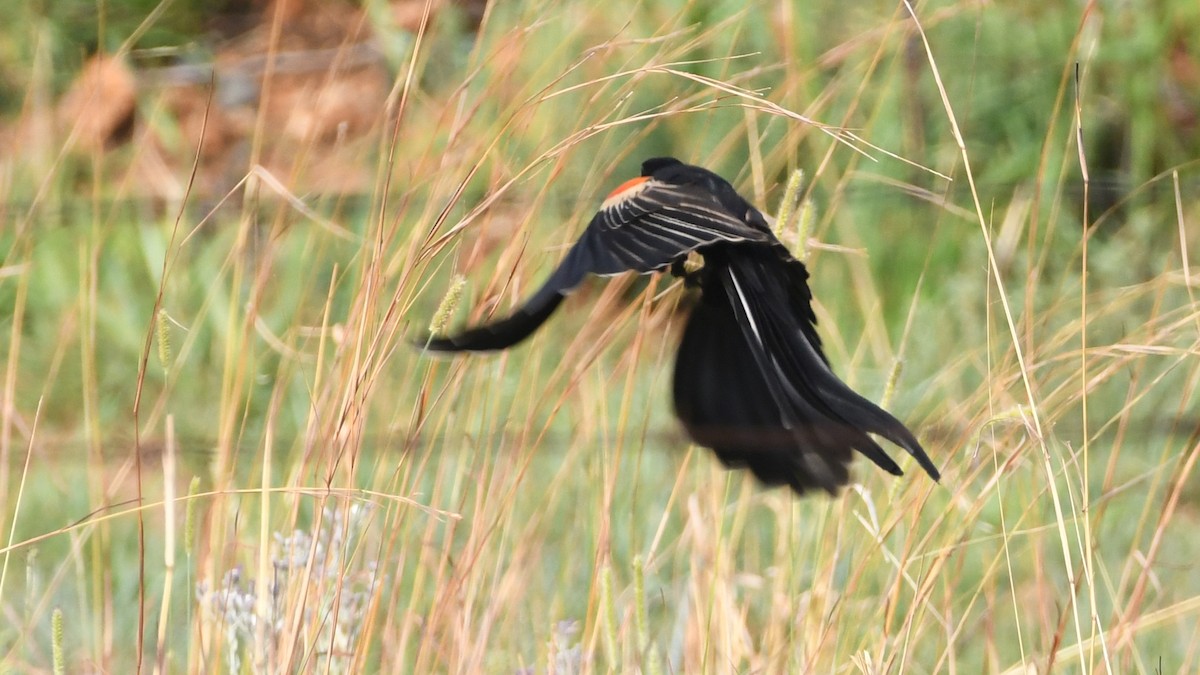 Long-tailed Widowbird - Vlad Sladariu