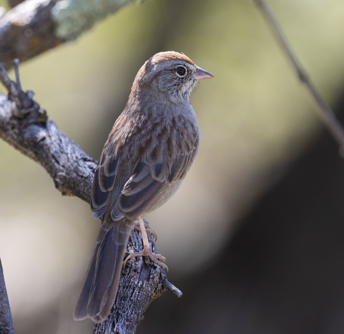 Rufous-crowned Sparrow - ML186153491
