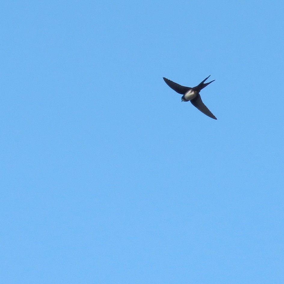 Black-collared Swallow - ML186153661