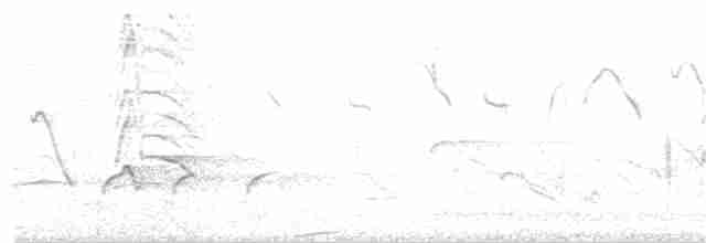 Kara Karınlı Islıkçı Ördek - ML186157221