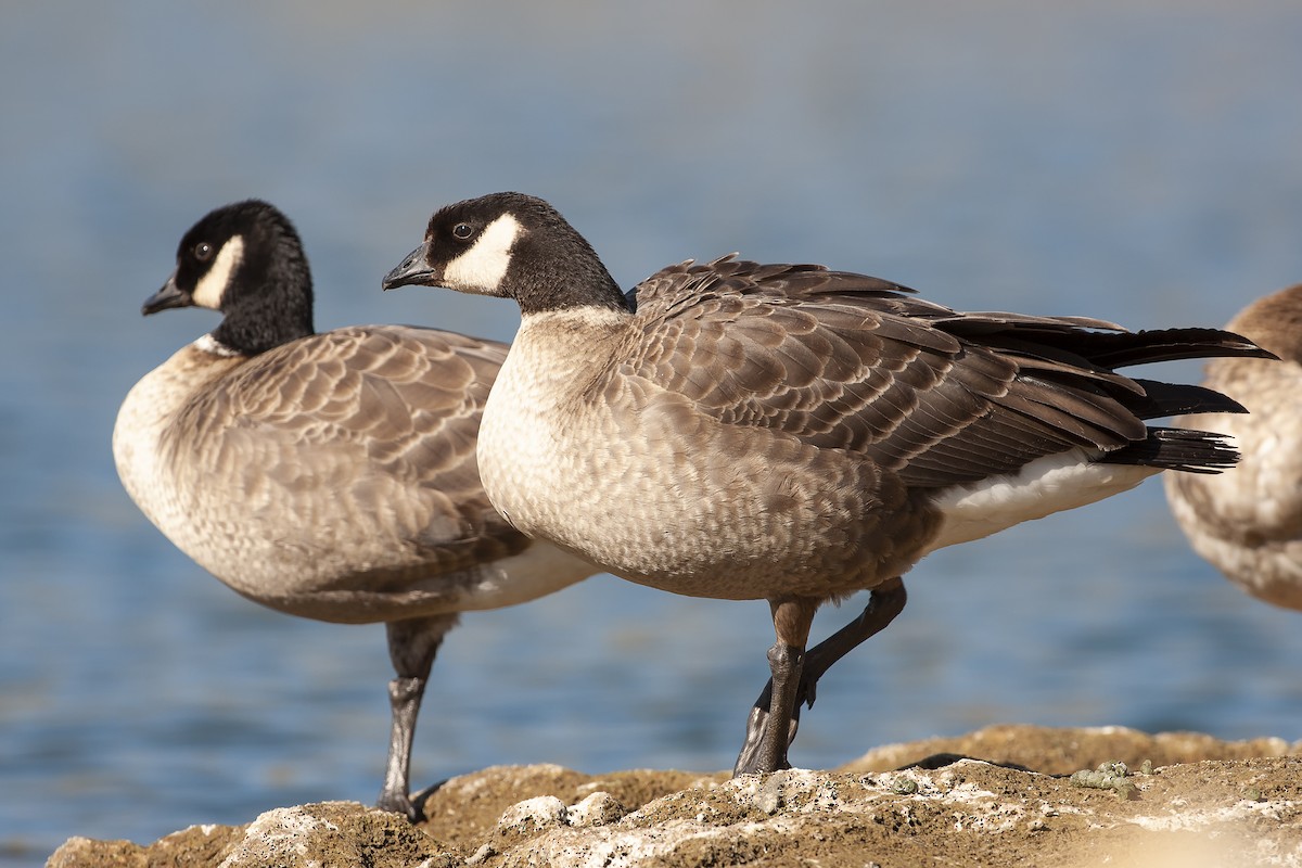 Cackling Goose (Aleutian) - Dave Furseth