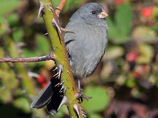  - Plain-colored Seedeater